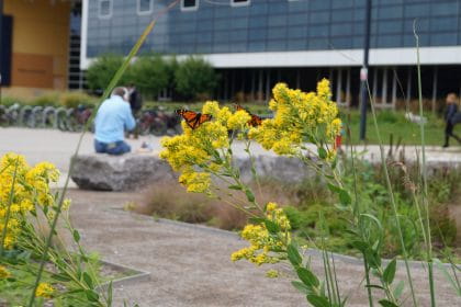 Butterflies in the Medicine Wheel Garden