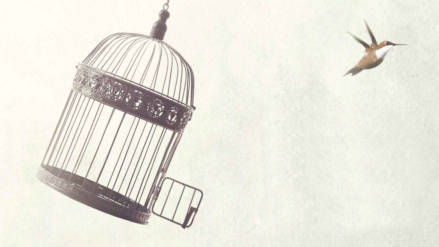 Bird flying outside of birdcage with open door