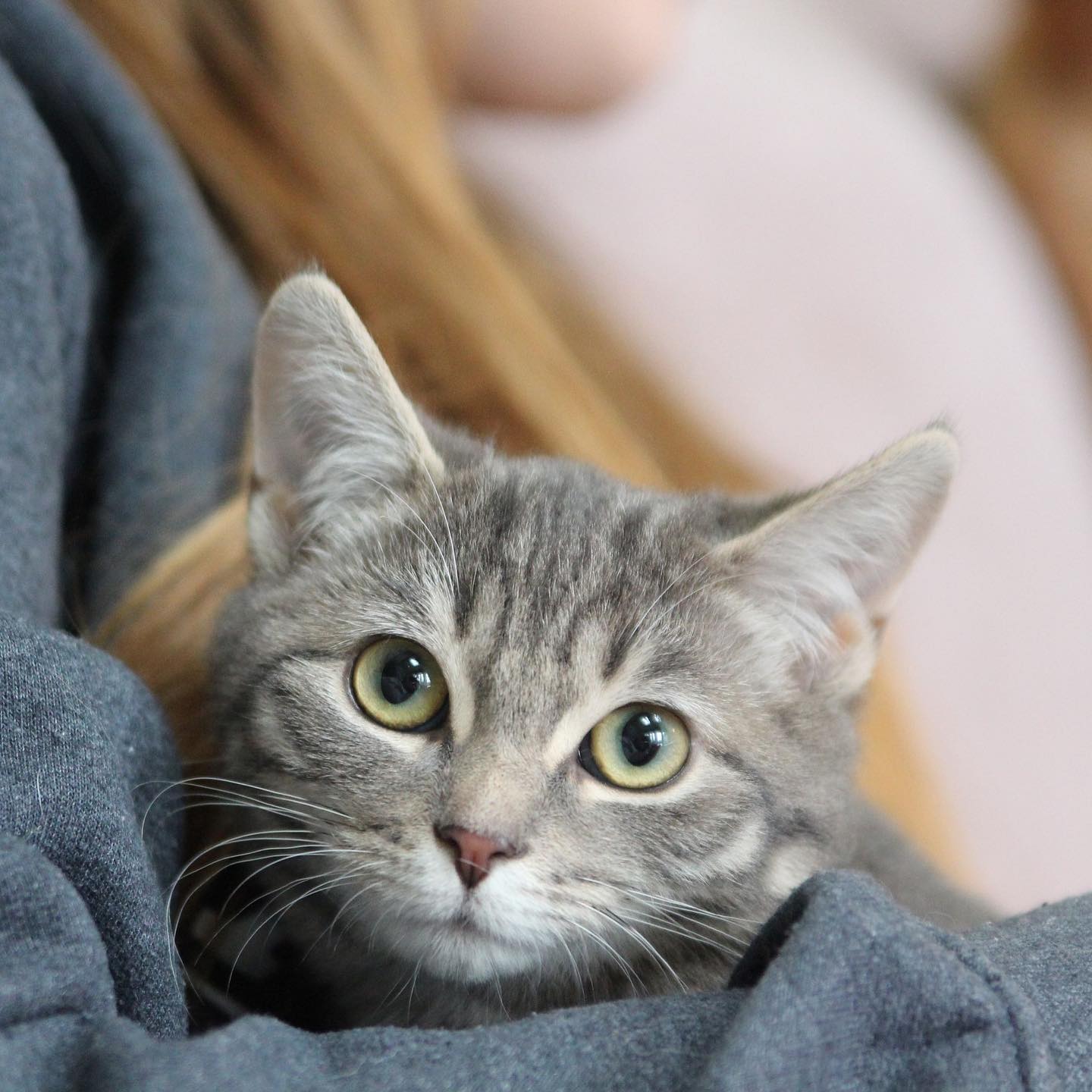 Close up of a grey cat wrapped in a blanket