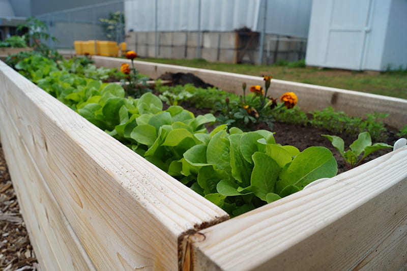Planter in the Sheridan Community Garden