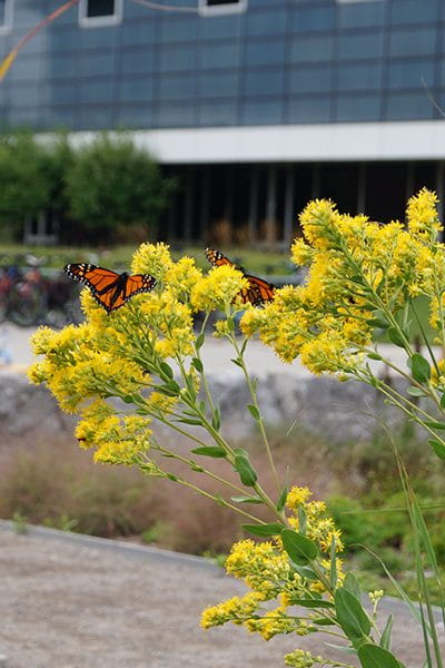 Butterflies at the Medicine Wheel Garden.