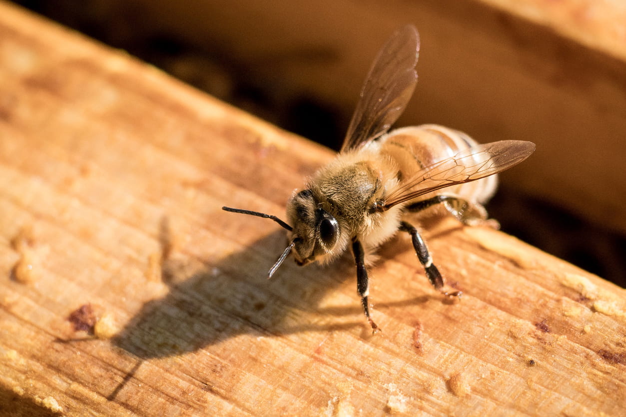 Honey Bee